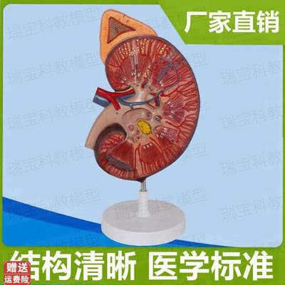 肾脏模型肾上腺泌尿器官医t用解剖教学肾结构血管人体内脏仿真医
