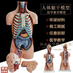 85CM豪华型无性躯干模型人体身A体内脏器官分布结构解剖模型20部