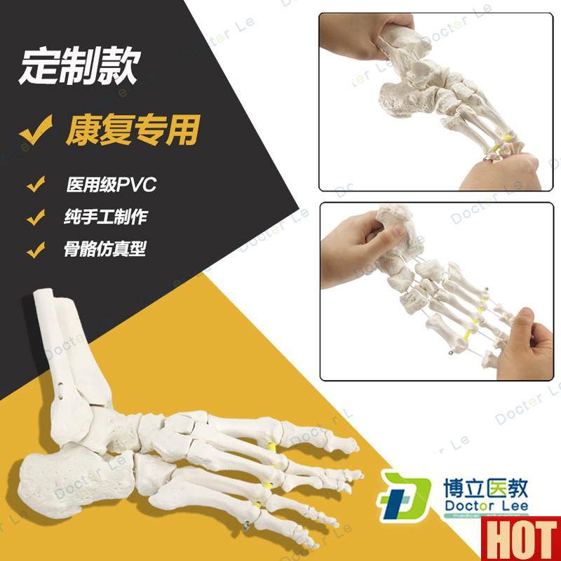 用美术高考医u用脚关节模型足踝关节足外科骨科标本骨骼彷真