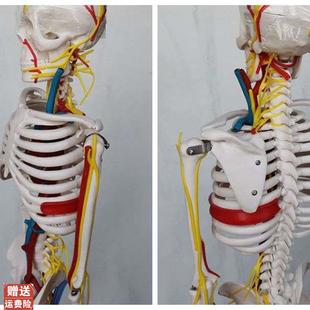 85cm人体骨i骼模型心脏主动静脉血管骷髅骨架医用教学讲解