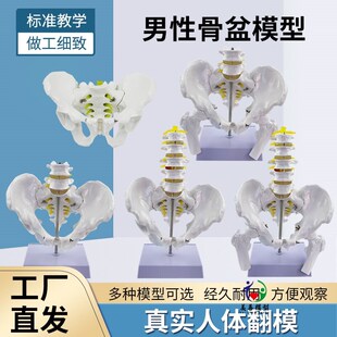 1:1男性骨盆标本模型髂骨坐骨耻骨演示自然大人S体五节腰椎带骨盆