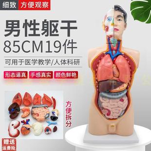 85CM男性人体j器官结构解剖模型内脏大脑心脏躯干模特教学医学儿