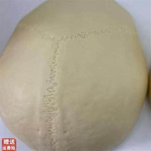 颐诺ENOVOm仿真头盖骨模型树脂材质人体等比大小