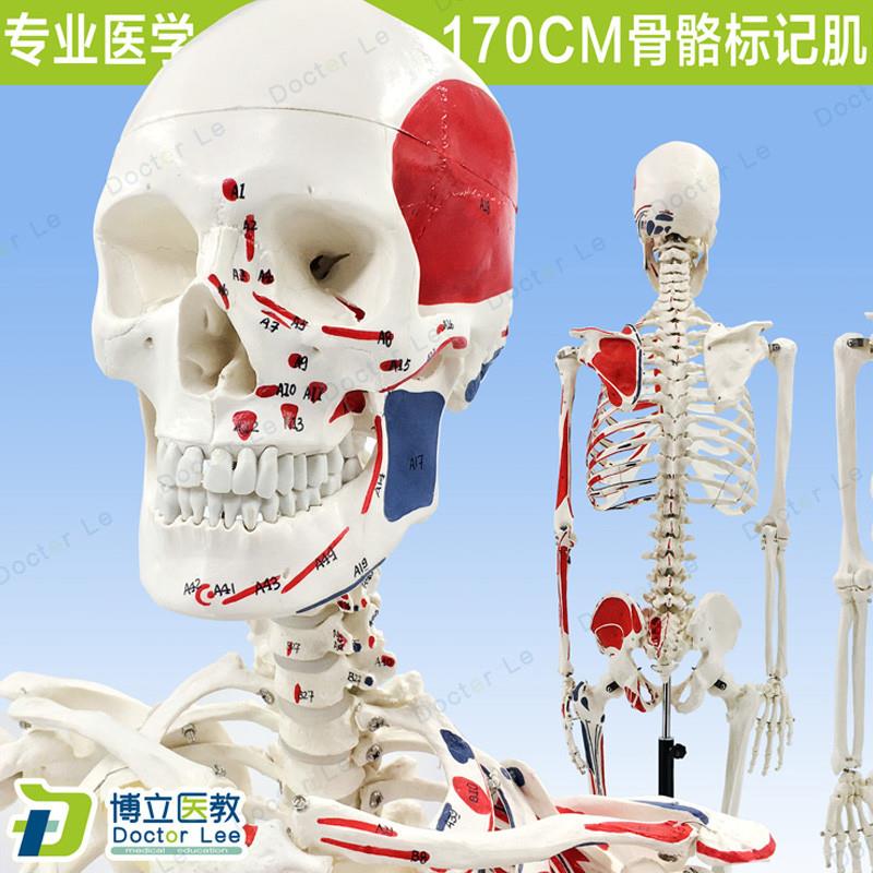 70CM人体骨骼彩色骨架附o肌肉起止点着色模型 正骨健身房瑜伽教学