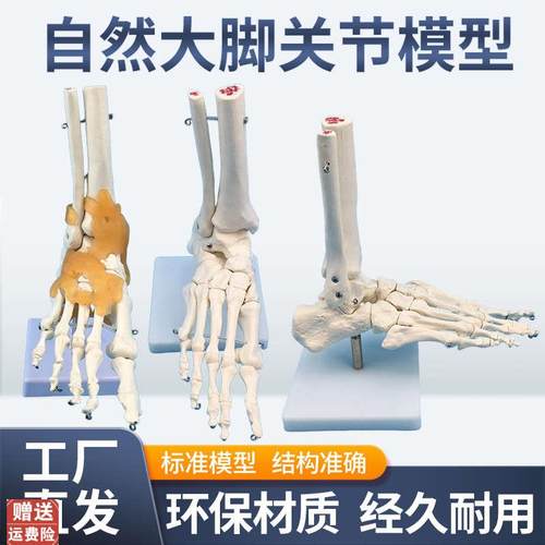 1:1脚a关节模型脚部骨骼模型足关节足骨脚骨模型脚部解剖结构