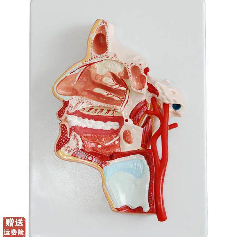 头部解剖病变口鼻m咽喉内侧面血管神经模型口腔模型医教,文具电教/文化用品/商务用品,模拟人,淘宝优惠券,粉丝福利购,淘宝优惠卷