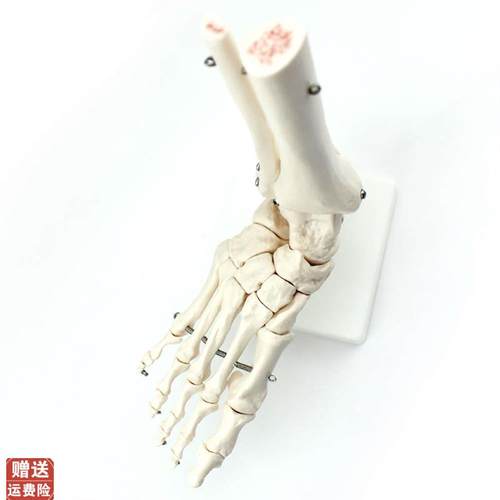 ENOVO颐f诺人体医学人体足踝关节模型足关节脚关节手足外科胫腓