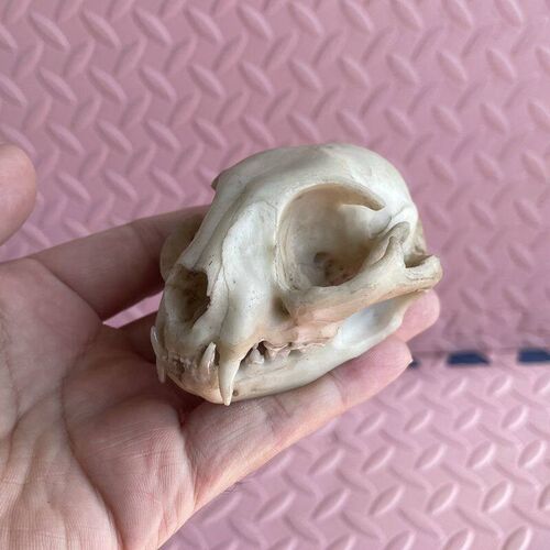 猫头骨模b型真实倒模牙齿下颌骨上颚猫科动物仿真标本兽医药宠物