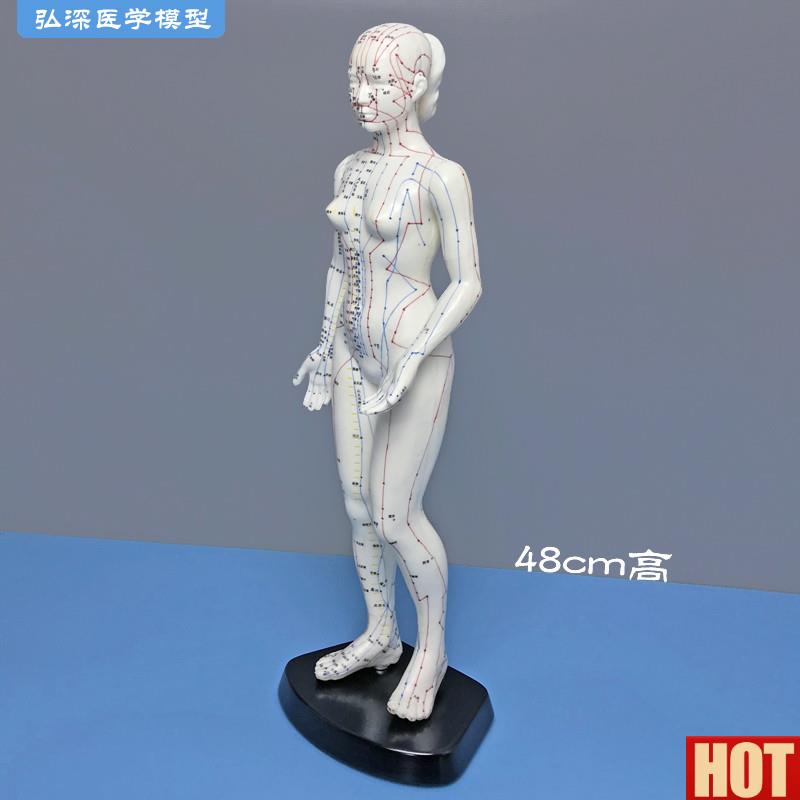 8cm高女性.人体针灸穴位模型国标经穴奇穴中医经络通用教学模具