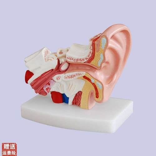 耳解剖模型