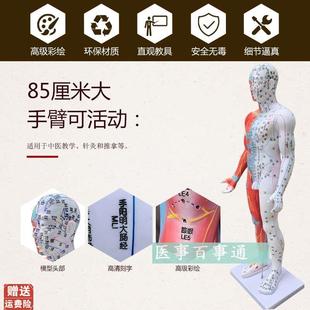 高清85cm针灸j穴位经络人体模型模特超清晰中医用家用教学针灸模