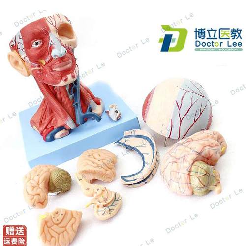 医学人体头颈部肌肉血管附脑头颅脑模型.神经科教学