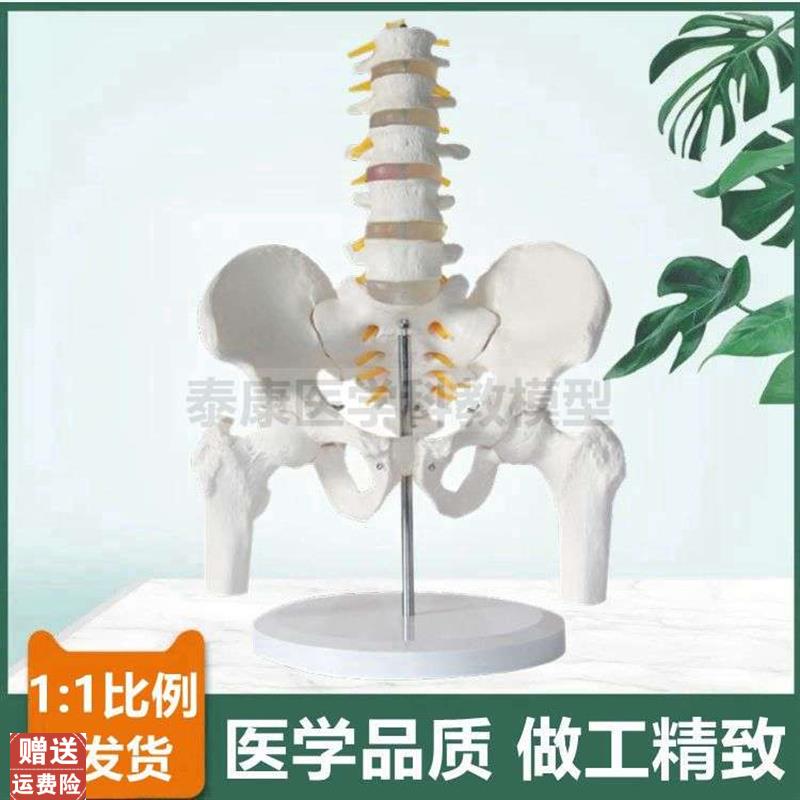 人体腰椎带骨盆h模型1比1脊髓神经股骨头正骨康复家政月嫂培训产