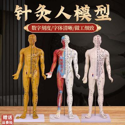 80cm超清晰经络通针灸铜人人体穴位模型M中医针灸人体模型经外穴
