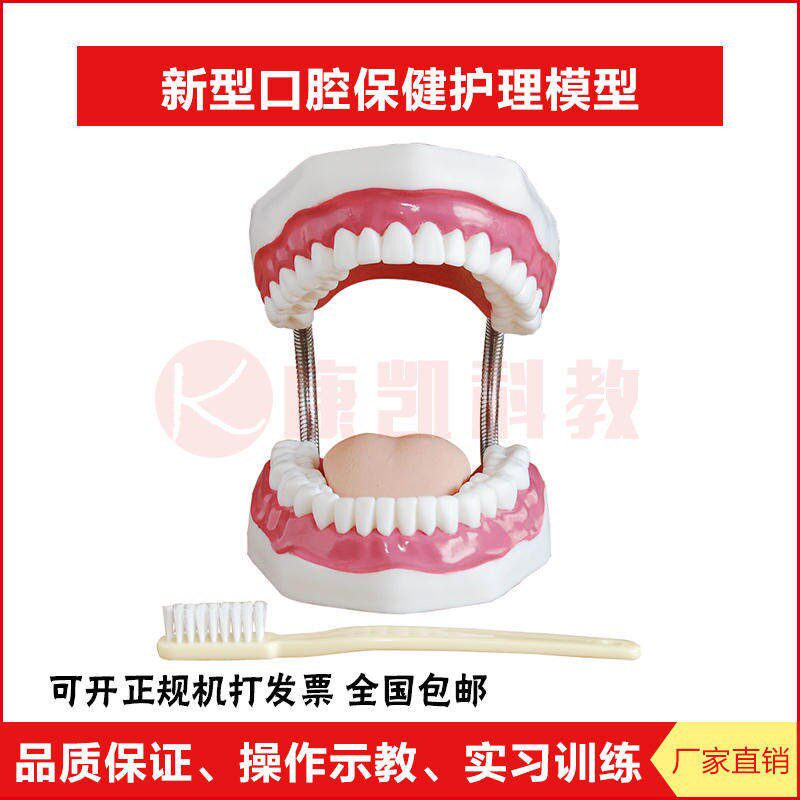 新型口腔保健护理牙齿模型 牙科牙齿仪器牙保健模型W牙齿结构模型