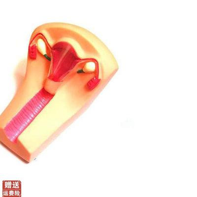 女性宫内避孕器v及训练模型教学模具