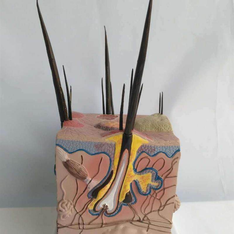 病态狗皮肤解剖模型动物皮肤教学教仪犬科教U学宠物模型畜牧