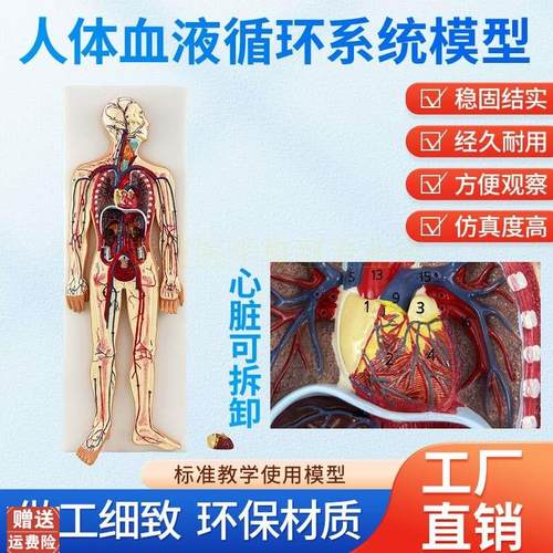 人体血液循环系统模型体肺循环心血管介入心脏解剖W动静脉神经血