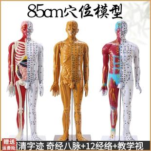 85cm中医针灸穴m位经络模型教学全身家用十二经络图人体解剖铜人