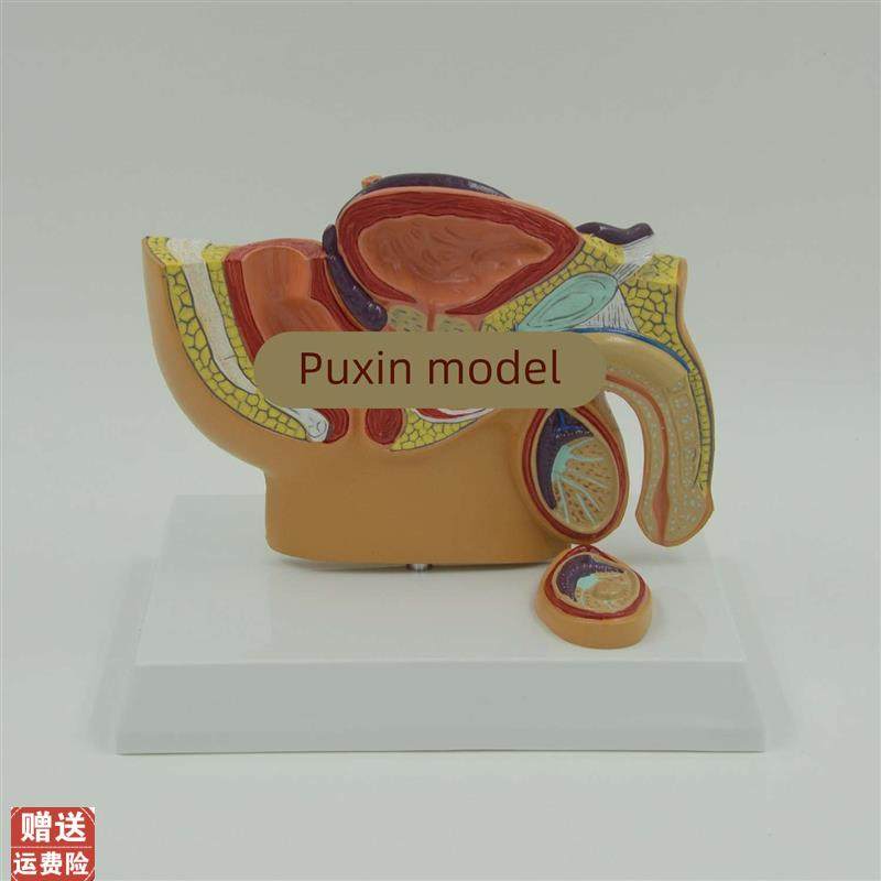 男性盆腔c模型盆腔睾丸前列腺模型泌尿系统生殖系统教具,文具电教/文化用品/商务用品,教学标本/模型,淘宝优惠券,粉丝福利购,淘宝优惠卷