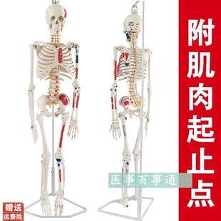 人体骨骼模型g85CM人骨架模型关节模型人骨标本腰椎模型教具