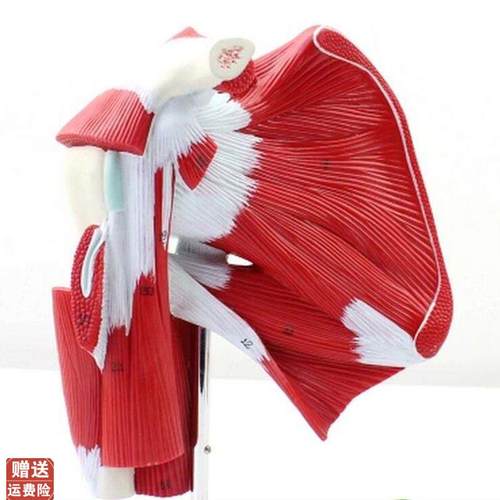 CY医学肩关节肌肉模型附肌肉肌腱人Z体解剖模型