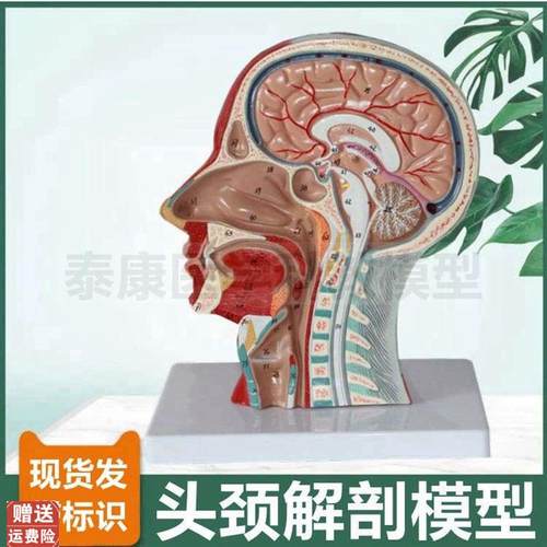头面部模型整形i美容医教肌肉神经血管颅脑结构口腔鼻腔喉咙气管