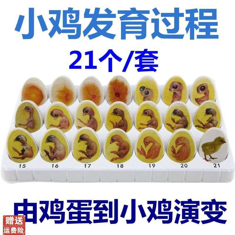 鸡胚胎发育过程小鸡生长鸡蛋孵化演变壳儿童早教玩U具益智科普动,玩具/童车/益智/积木/模型,其他模型玩具,淘宝优惠券,粉丝福利购,淘宝优惠卷