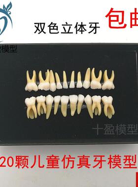 0颗双色乳牙有牙根开髓离体牙模型 儿童全口标准m牙齿模型 M7020