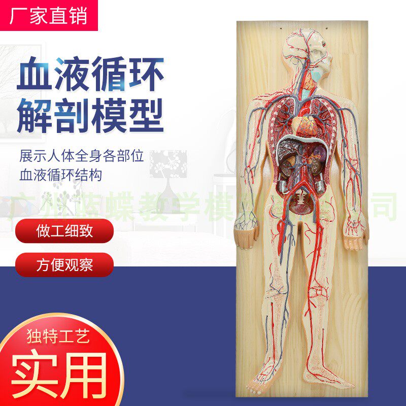 人体血液循环系统模型心血t管介入心脏解剖 心脑血管 动脉静脉模