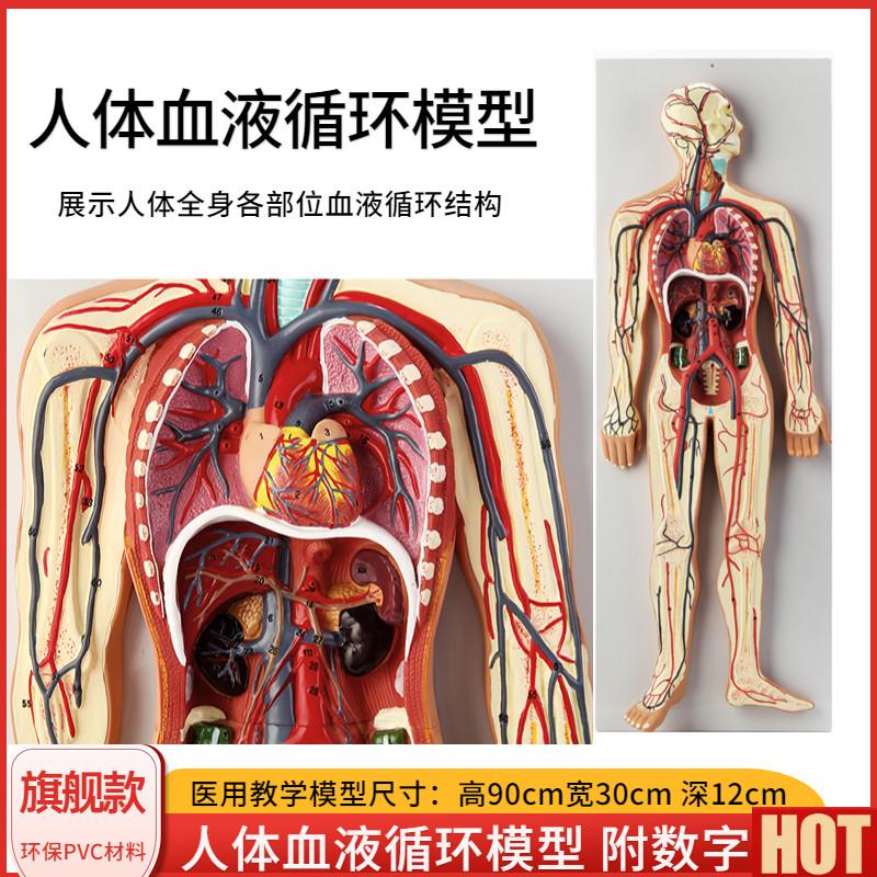 体内脏血液循环系统模型心脏动脉静脉神经血Z管器官解剖医学教具