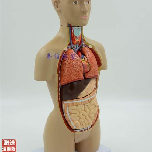 医用人体器官解剖模型人体内脏结构K人体拼装模型躯干模型