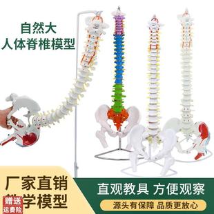 85CM人体脊柱模型1 1成人医学正骨练习骨骼颈Q椎腰椎脊椎骨架模型
