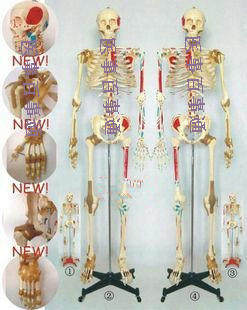 人体骨骼模型带脊柱神经椎间盘z肩膝关节韧带及肌肉着色170cm