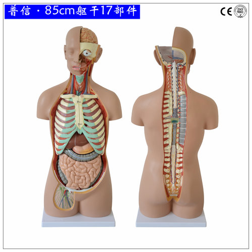 可拆分人体躯干85cm无性开背1比1成人大K小 医用人体器官解剖模型