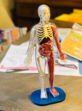 SmartLab人体器官认知医学STEM玩具模型squishy human body brain