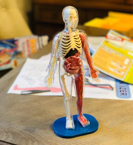 smartlab器官模型squishyhuman