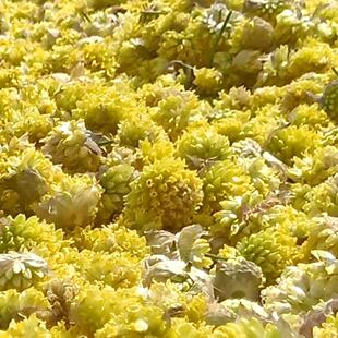 甘肃甘南特产藏区草原野生黄葱花100g炝锅浆水面拌面泼面山葱新货