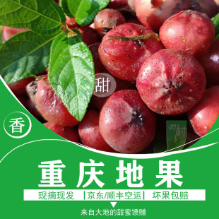 重庆地果果子顺丰京东空运包邮2025新鲜水果地石榴满地香野地瓜果