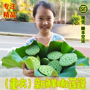 2026年新鲜莲蓬嫩甜莲米生吃水果莲蓬现摘现发3斤莲子顺丰空运
