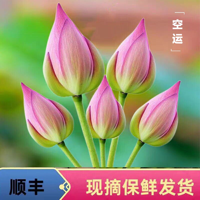 莲花新鲜现摘真荷花莲蓬花苞花骨朵荷叶带杆室内盆景插花顺丰空运