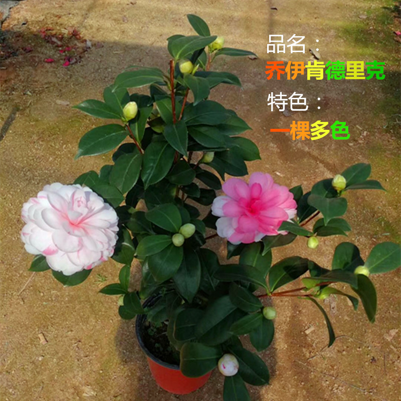 乔伊肯德里克 精品进口山茶花 名贵稀有茶花盆栽树苗 一树多色