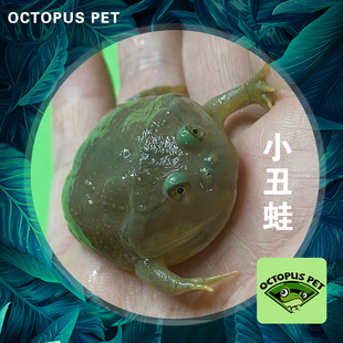 小丑蛙宠物青蛙活体小丑蛙旅行青蛙蝌蚪印尼树蛙活体爬宠