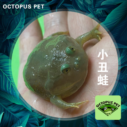 小丑蛙宠物青蛙活体小丑蛙旅行青蛙蝌蚪印尼树蛙活体爬宠