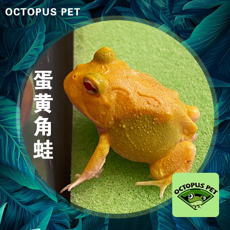 【角蛙】蛋黄角蛙活体活物爬宠两栖宠物蛙招财蛙精品新手黄金角蛙