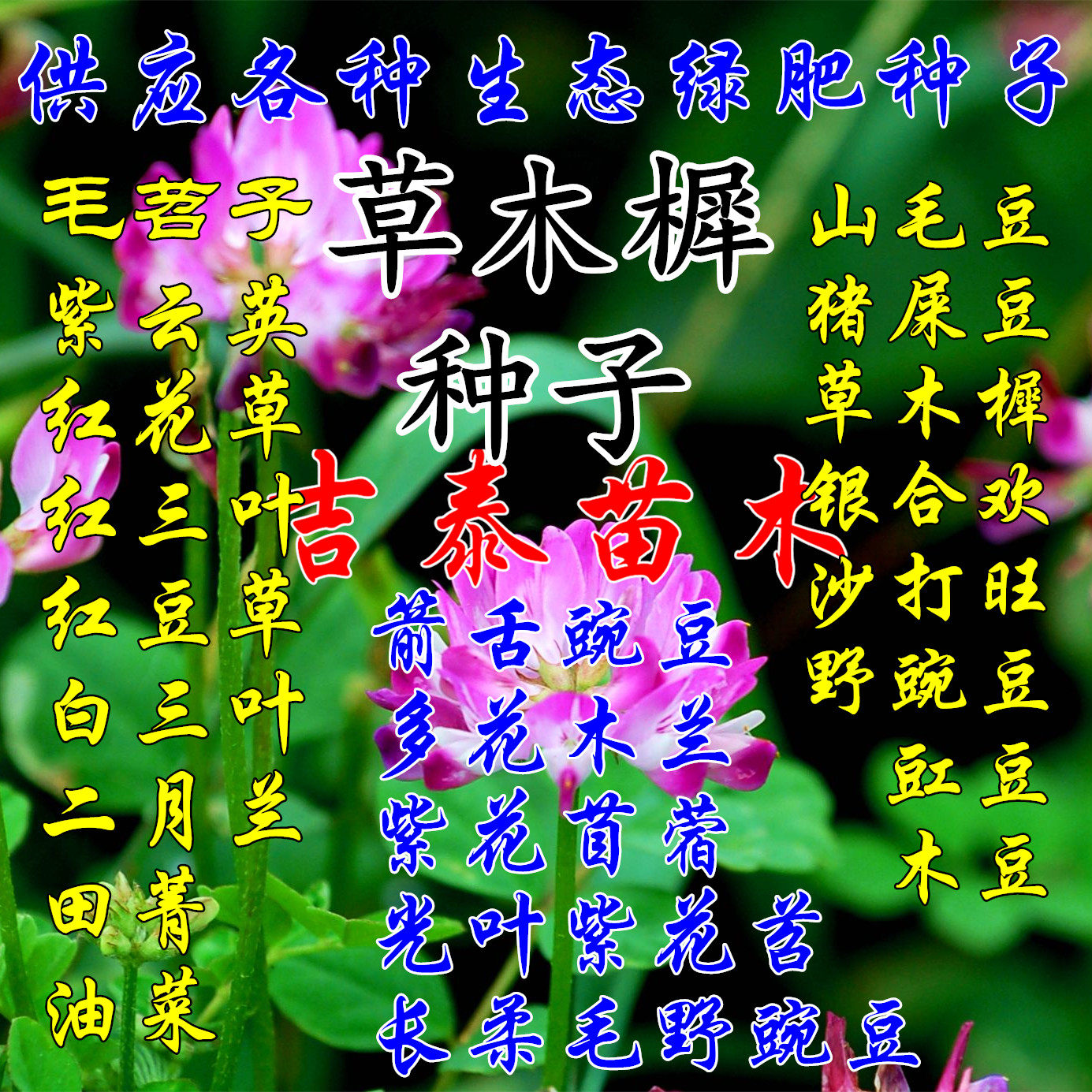 草木樨种子草木犀种籽黄花苜蓿沙打旺银合欢种子紫花苜蓿绿肥种籽