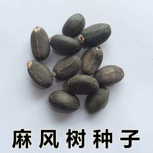 麻疯树种子苗木种子麻风树种子 桐油树种子能源树柴油树 林木种子