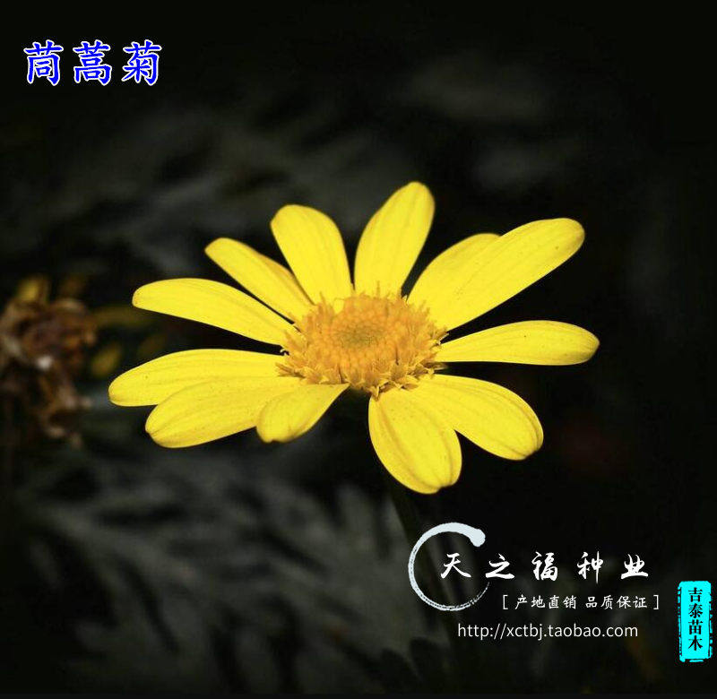 茼蒿菊种子木茼蒿种子蓬蒿菊种子多年生宿根木春菊种子易活种子籽