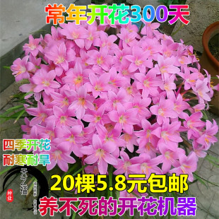 小苍兰种球重瓣风雨兰种苗四季开花庭院阳台盆栽葱兰韭兰球根种子