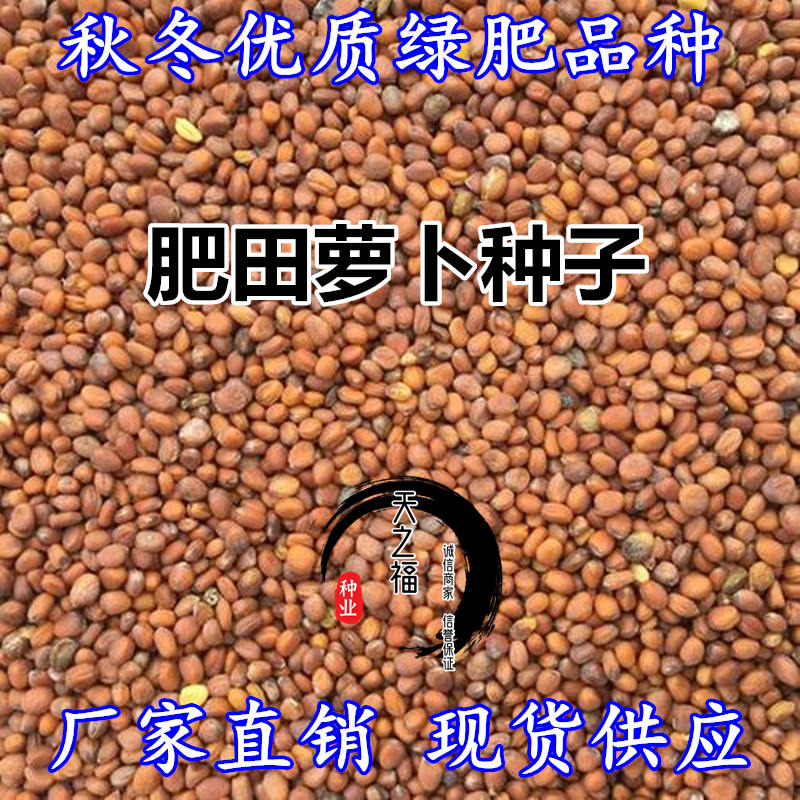 肥田萝卜籽萝卜种子大全绿肥种子